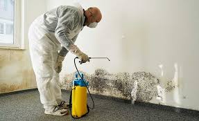 Best Environmental Consulting for Mold Prevention  in Kingsbury, NV